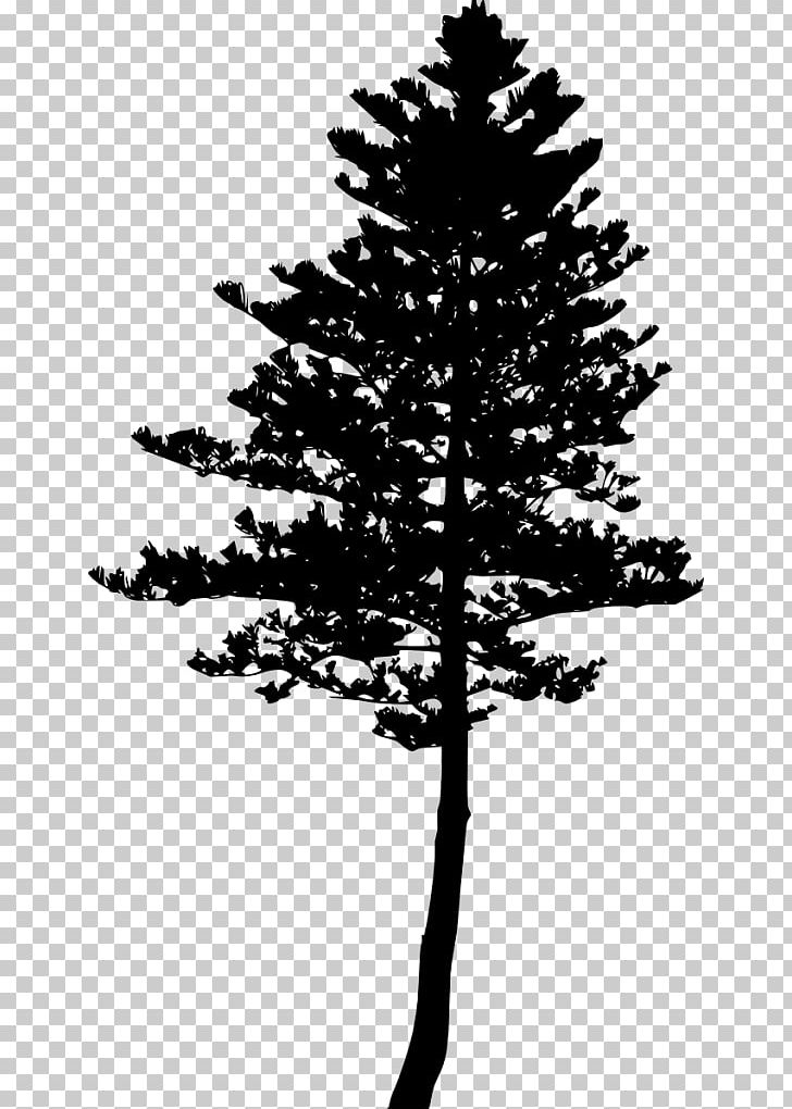 Spruce Pine Fir Tree Silhouette PNG, Clipart, Black And White, Branch, Christmas Decoration, Christmas Tree, Conifer Free PNG Download