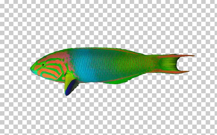 Blue-green Chromis Saltwater Fish Anthias Moon Wrasse PNG, Clipart, Animals, Aquarium, Aquatic Animal, Banggai Cardinalfish, Chromis Free PNG Download