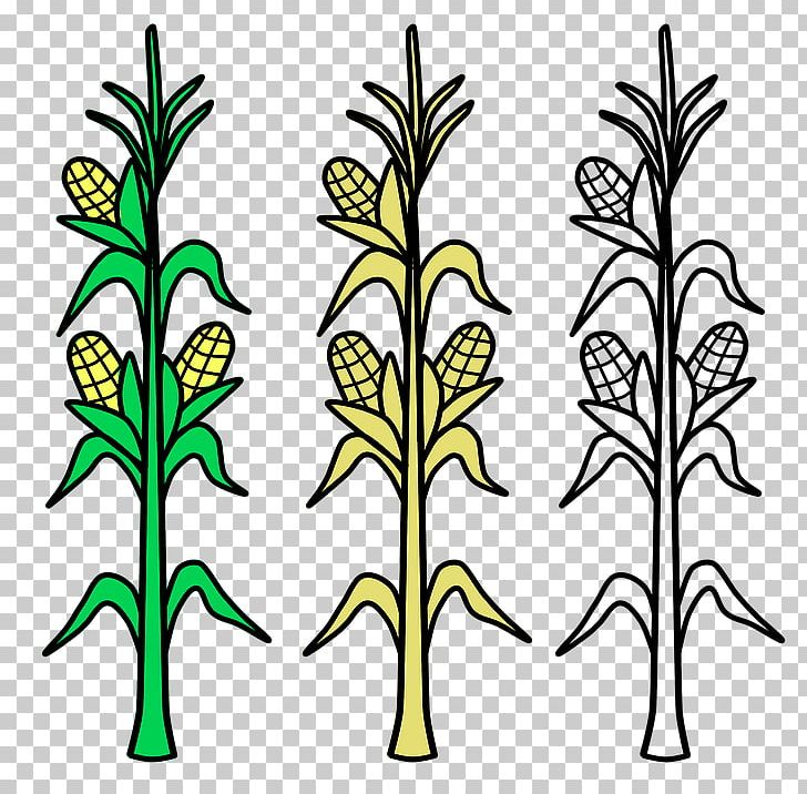 Corn On The Cob Candy Corn Maize Coloring Book Crop PNG, Clipart, Agriculture, Branch, Candy Corn, Cereal, Coloring Book Free PNG Download