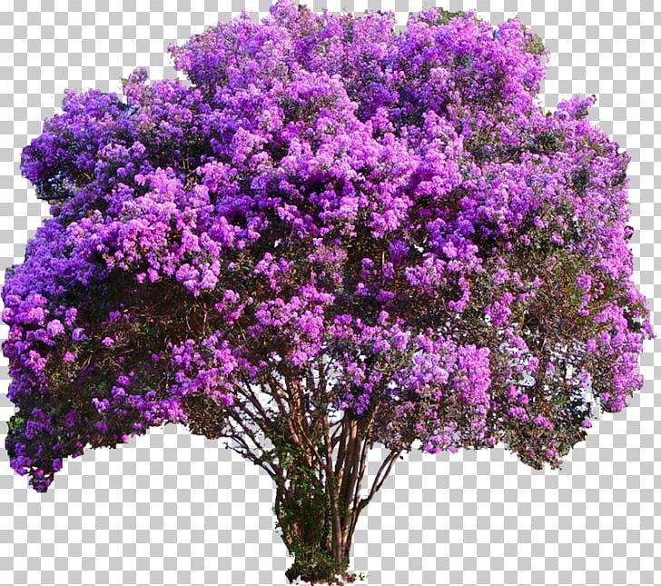 Crepe-myrtle Tree Plant Garden PNG, Clipart, Bonsai, Crepe Myrtle, Crepe Myrtle, Crepemyrtle, Flower Free PNG Download