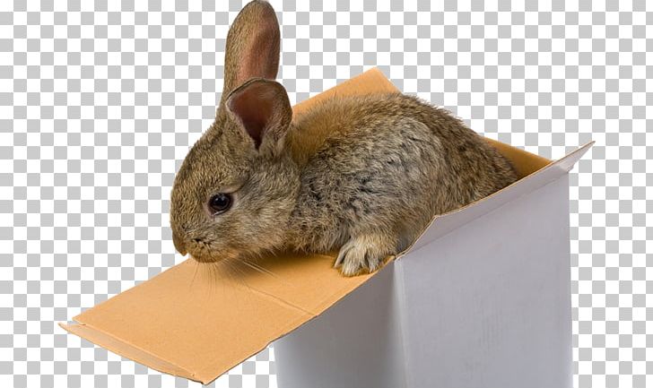 Desktop European Rabbit Photograph PNG, Clipart, 1080p, Animals, Desktop Wallpaper, Domestic Rabbit, Download Free PNG Download