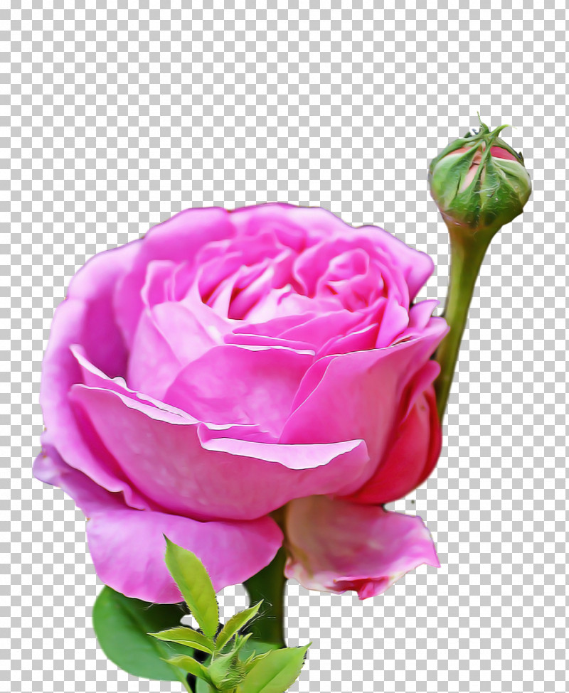 Garden Roses PNG, Clipart, Cabbage Rose, Cut Flowers, Family, Floribunda, Floristry Free PNG Download