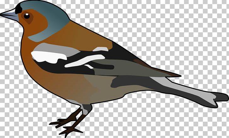 Common Chaffinch Bird PNG, Clipart, Animals, Beak, Bird, Common Chaffinch, Computer Icons Free PNG Download