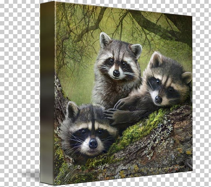 Baby Raccoon Maine Coon Coyote Little Raccoon PNG, Clipart, Animal, Animals, Baby Raccoon, Baby Raccoons, Carnivoran Free PNG Download