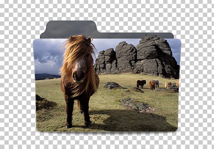 Dartmoor Pony Dartmoor Zoological Park PNG, Clipart, Animal, Dartmoor, Dartmoor Pony, Devon, Ecoregion Free PNG Download