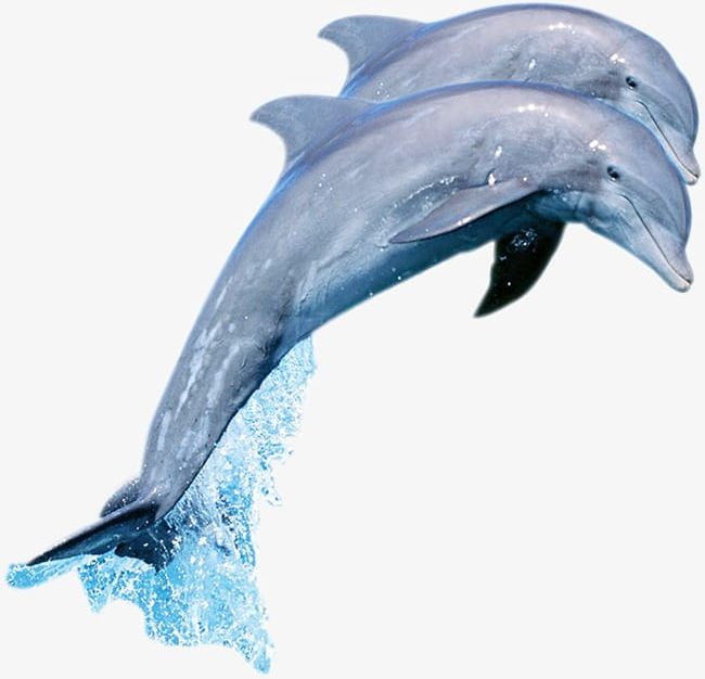 Dolphin PNG, Clipart, Animal, Creatures, Dolphin, Dolphin Clipart, Sea Free PNG Download