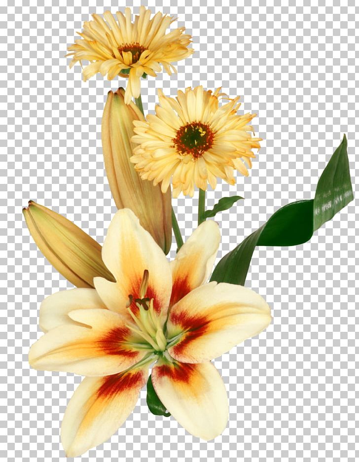 Message Night Video PNG, Clipart, Cut Flowers, Daisy, Daisy Family, Day, Floristry Free PNG Download