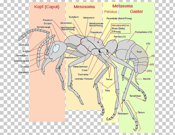 Red Imported Fire Ant Insect Anatomy Gaster PNG, Clipart, Anatomy, Angle, Animals, Ant, Apocrita Free PNG Download