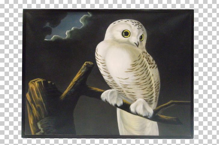 Snowy Owl Painting Beak Robert Havell PNG, Clipart, Beak, Bird, Bird Of Prey, Fauna, John James Audubon Free PNG Download