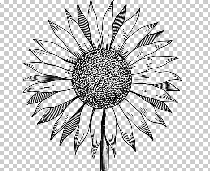 Sunflower Others Monochrome PNG, Clipart, Artwork, Black And White, Circle, Common Sunflower, Cut Flowers Free PNG Download