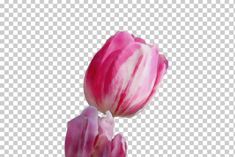 Plant Stem Cut Flowers Tulip Bud Petal PNG, Clipart, Biology, Bud, Closeup, Cut Flowers, Flower Free PNG Download