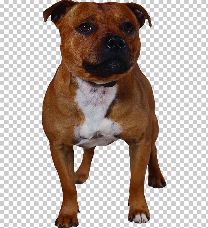 Dog Breed Staffordshire Bull Terrier American Staffordshire Terrier Dorset Olde Tyme Bulldogge Olde English Bulldogge PNG, Clipart, American Pit Bull Terrier, American Staffordshire Terrier, Animal, Breed, Bulldog Free PNG Download