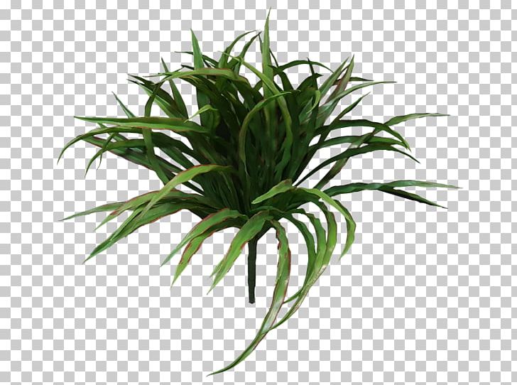 Grasses Shrub Sweet Grass Leaf Flowerpot PNG, Clipart,  Free PNG Download