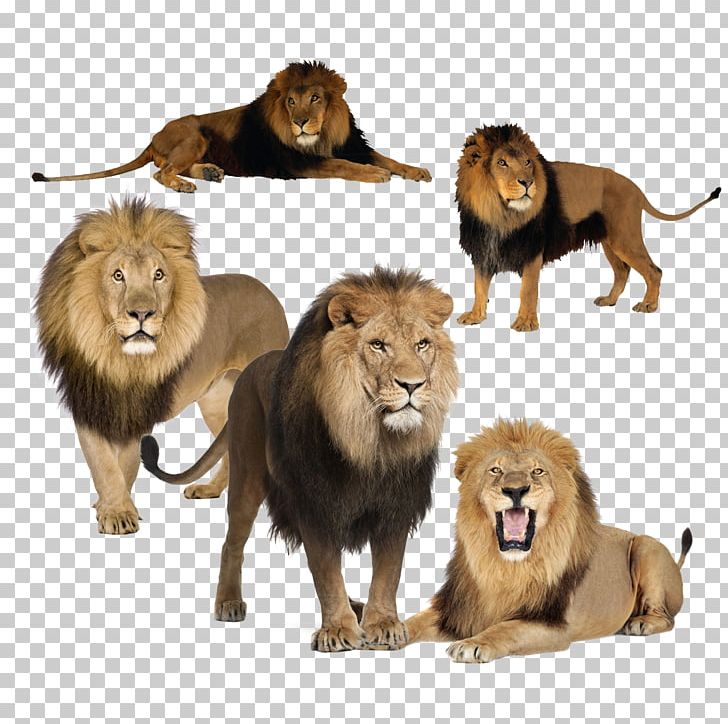Learning Understanding Education PNG, Clipart, Animal, Animals, Big Cats, Carnivoran, Cat Like Mammal Free PNG Download
