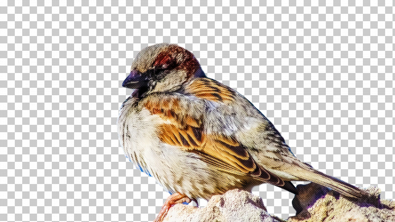 Bird PNG, Clipart, Beak, Bird, Finch, House Sparrow, Perching Bird Free PNG Download
