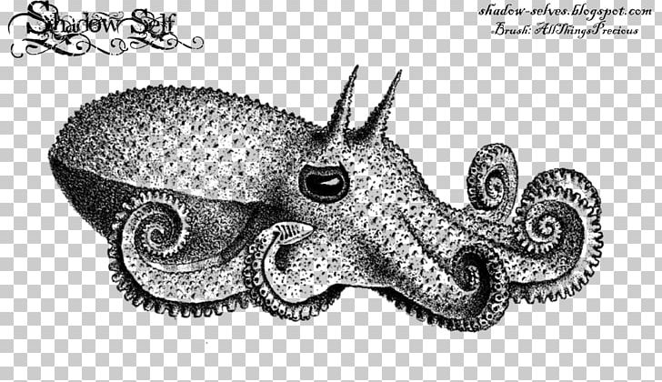 Octopus Squid The Cephalopoda Of The Hawaiian Islands Drawing PNG, Clipart, Animal, Aquatic Animal, Argonaut, Argonauta Hians, Artwork Free PNG Download