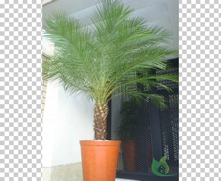 Pygmy Date Palm Arecaceae Garden Plant PNG, Clipart, Arecaceae, Arecales, Bismarckia, Date Palm, Date Palms Free PNG Download