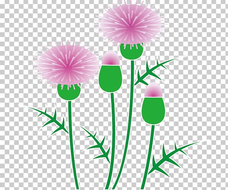 Scotland Milk Thistle PNG, Clipart, Artwork, Border Flowers, Computer Icons, Creeping Thistle, Cut Flowers Free PNG Download