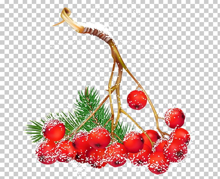 Berry Christmas PNG, Clipart, Berry, Christmas, Common Holly, Conifer Cone, Food Free PNG Download