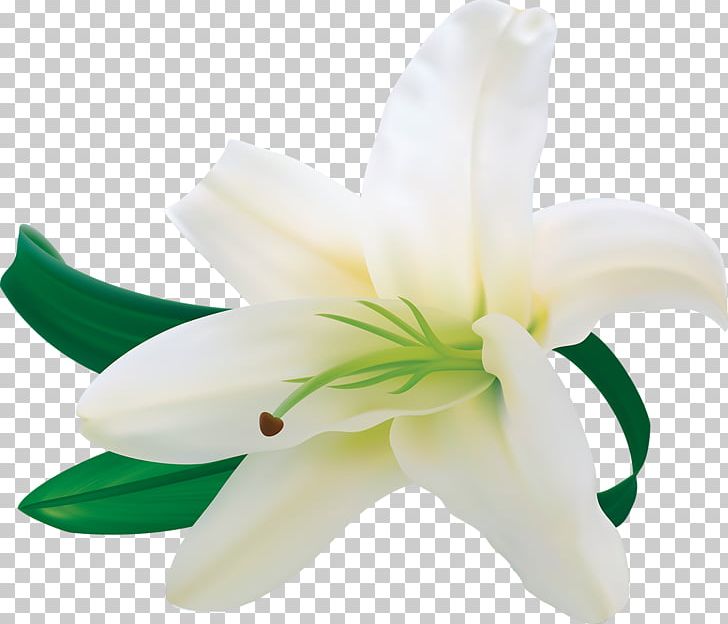 Easter Lily Flower PNG, Clipart, Calla Lily, Cdr, Cut Flowers, Easter Lily, Flower Free PNG Download