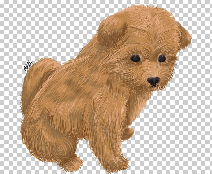 Norwich Terrier Yorkshire Terrier Glen Norfolk Terrier Australian Terrier PNG, Clipart, Animals, Australian Terrier, Bolonka, Cair, Carnivoran Free PNG Download