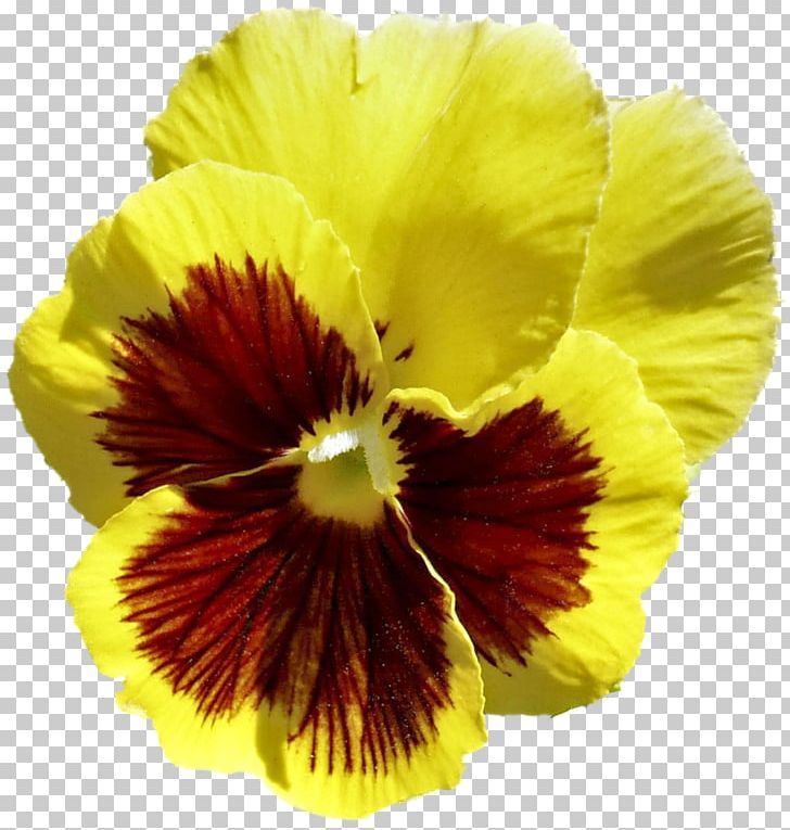 Pansy Petal PNG, Clipart, Fine, Flower, Flowering Plant, Miscellaneous, Others Free PNG Download