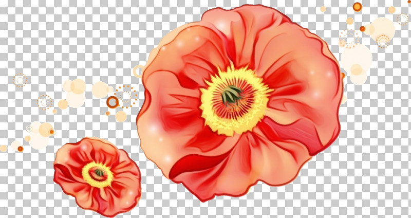 Floral Design PNG, Clipart, Anemone, Coquelicot, Corn Poppy, Cut Flowers, Floral Design Free PNG Download