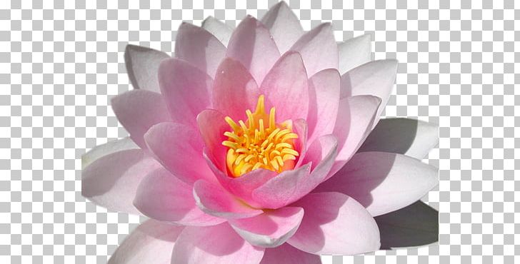 Lilium Pink Flowers Desktop Nymphaea Alba PNG, Clipart, 1080p, Aquatic Plant, Arumlily, Desktop Wallpaper, Flower Free PNG Download