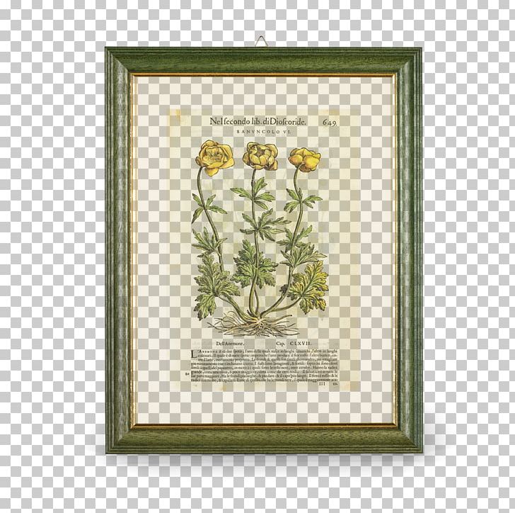 Aboca Museum Botany Buttercup Flora PNG, Clipart, Aboca Museum, Botany, Buttercup, Cornice, Flora Free PNG Download