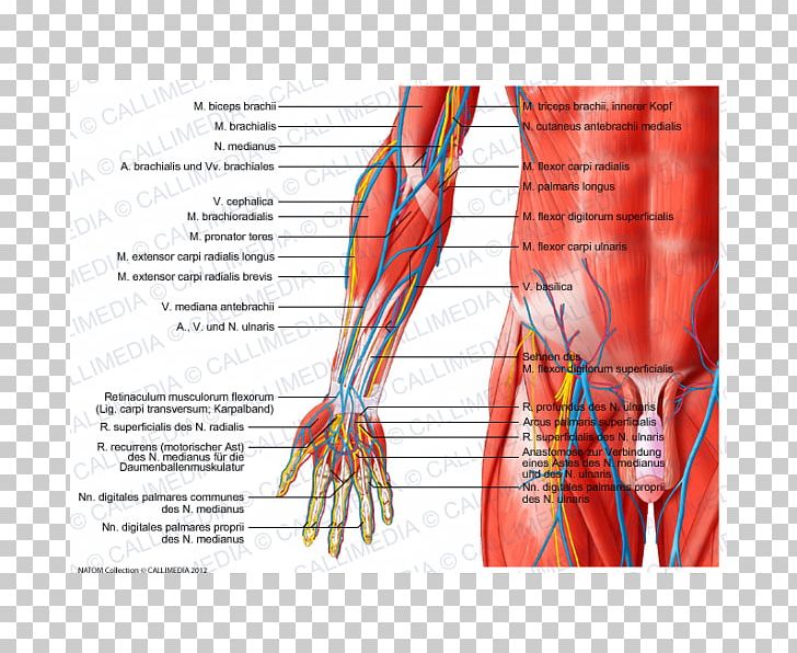 Anterior Compartment Of The Forearm Muscle Anatomy Elbow PNG, Clipart, Anatomy, Arm, Basilic Vein, Blood Vessel, Coronal Plane Free PNG Download