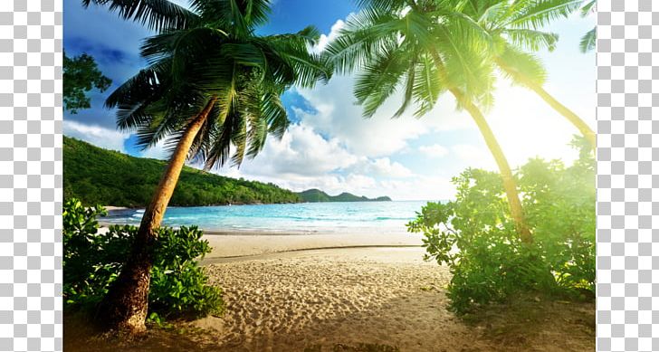 Beach Hut Desktop Palm Beach High-definition Television PNG, Clipart, 4k Resolution, 1080p, Arecales, Beach, Caribbean Free PNG Download