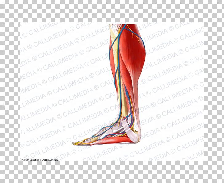 Calf Muscle Foot Human Leg Crus PNG, Clipart, Abdomen, Anatomical Terms Of Location, Arm, Bein, Blood Vessel Free PNG Download