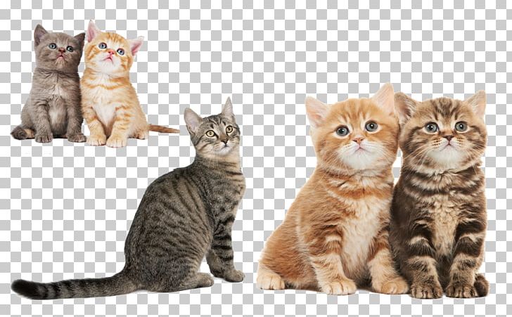 Cat Kitten Dog Pet Sitting Puppy PNG, Clipart, American Wirehair, Animal, Animal Shelter, Asian, Bengal Free PNG Download