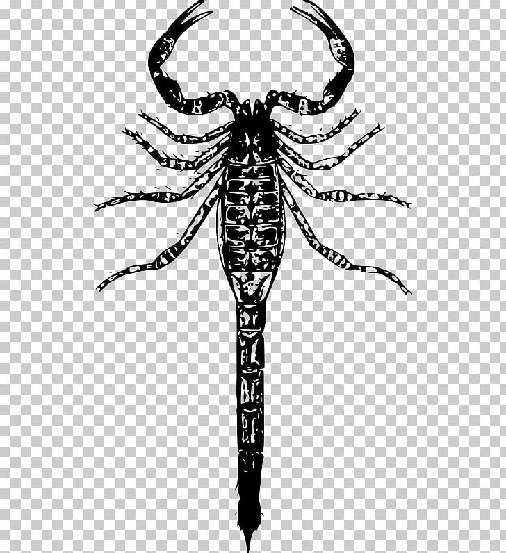 Scorpion PNG, Clipart, Arthropod, Autocad Dxf, Black And White, Computer Icons, Drawing Free PNG Download