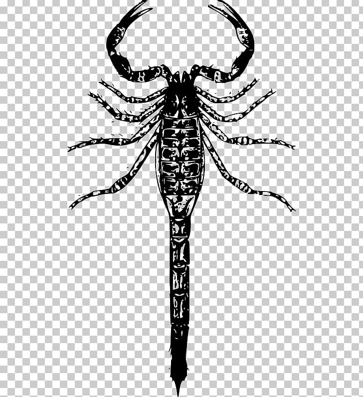 Scorpion PNG, Clipart, Arthropod, Autocad Dxf, Black And White ...