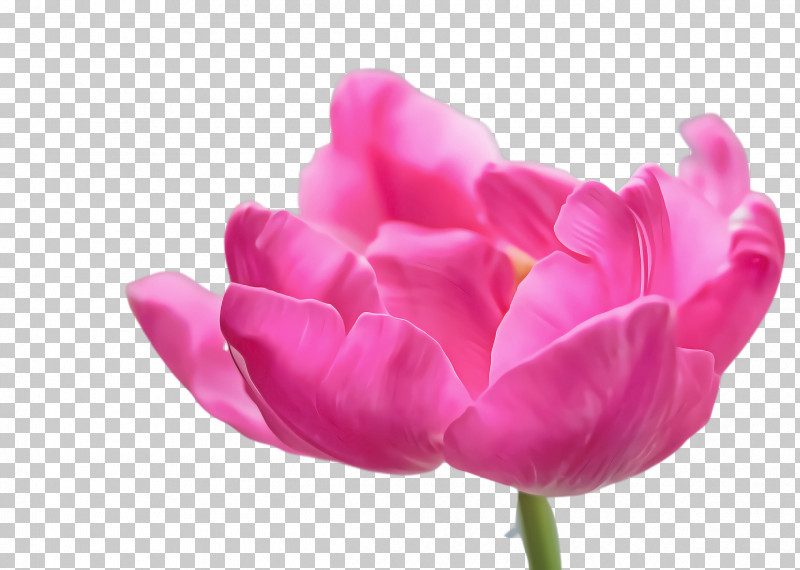 Petal Pink Tulip Flower Purple PNG, Clipart, Cut Flowers, Flower, Herbaceous Plant, Lily Family, Petal Free PNG Download