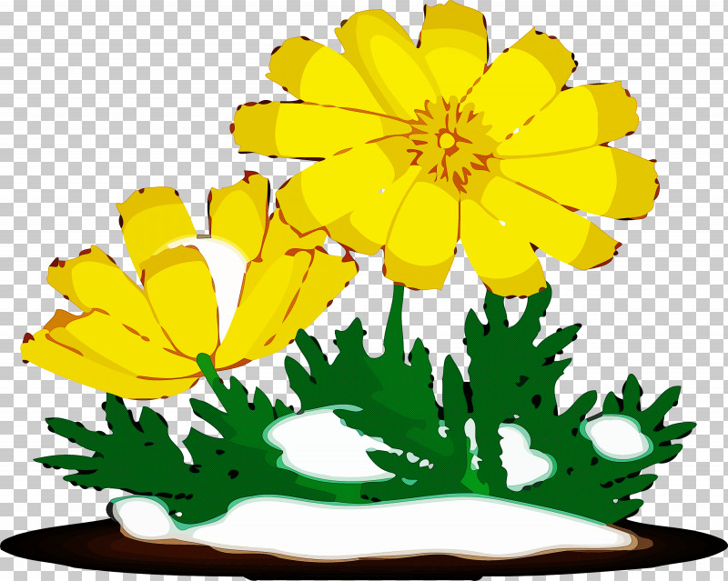 Yellow Flower Leaf Plant English Marigold PNG, Clipart, English Marigold, Flower, Leaf, Plant, Tagetes Free PNG Download