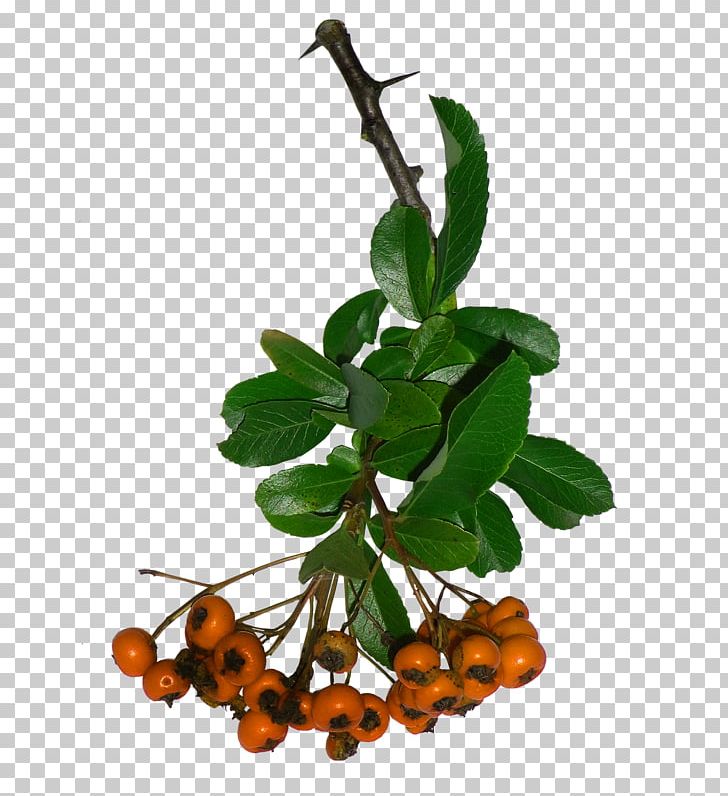 Bokmxe4rke Twig PNG, Clipart, Auglis, Bokmxe4rke, Branch, Branches, Christmas Tree Free PNG Download