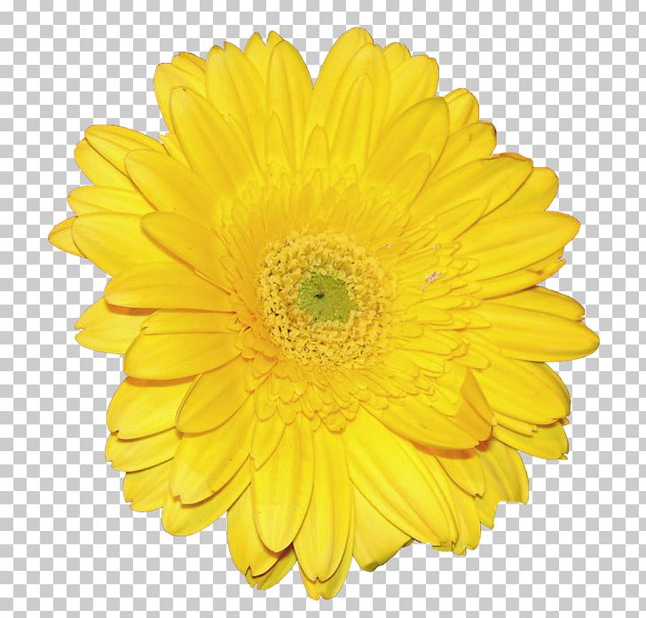 Dandelion PNG, Clipart, Chrysanthemum, Computer Icons, Cut Flowers, Daisy Family, Dandelion Free PNG Download