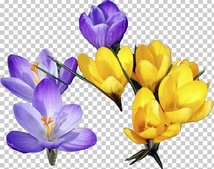 Flower Crocus PNG, Clipart, Crocus, Cut Flowers, File Size, Flower, Flowering Plant Free PNG Download