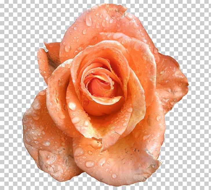 Garden Roses Paper Clip PNG, Clipart, Closeup, Cut Flowers, Flower, Flowers, Garden Roses Free PNG Download