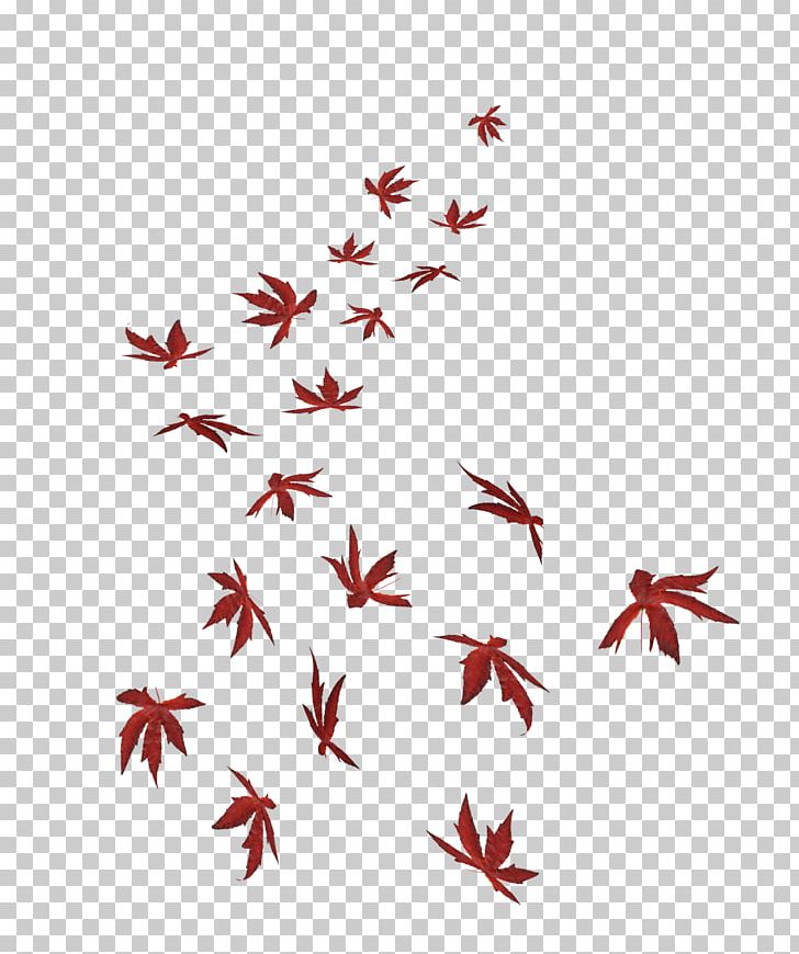 Maple Leaf PNG, Clipart, Autumn, Autumn Leaf Color, Clip Art, Download, Graphics Free PNG Download