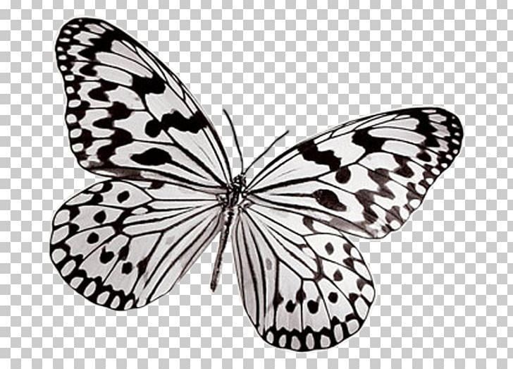 Butterfly Black And White Insect Photography Pollinator PNG, Clipart, Arthropod, Black And White, Brush Footed Butterfly, Butterflies And Moths, Butterfly Free PNG Download