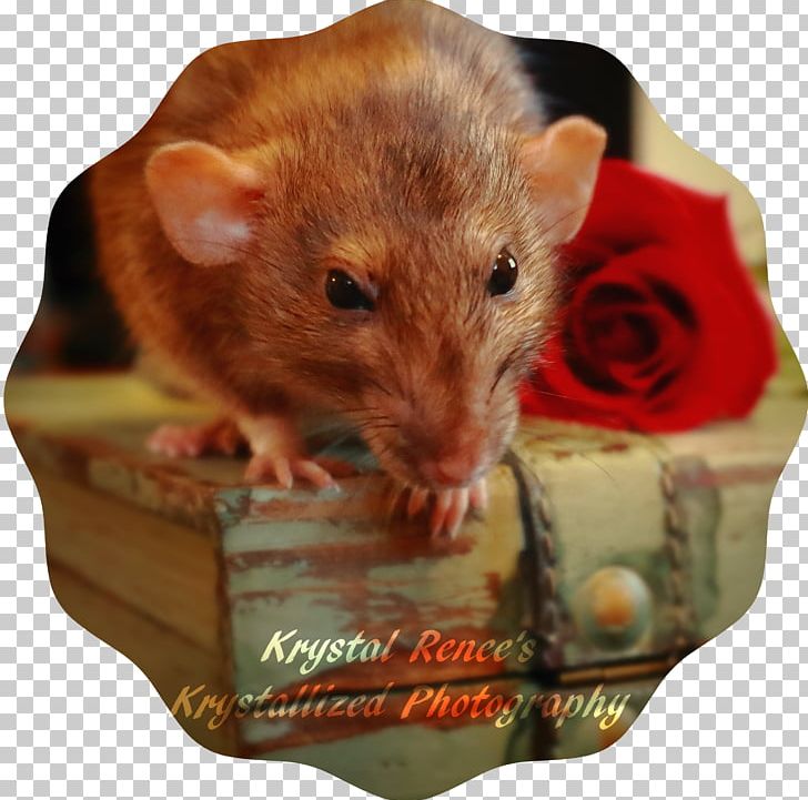 Fancy Rat Gerbil Mouse Rodent PNG, Clipart, Animal, Animals, Cage, Dormouse, Dumboratte Free PNG Download