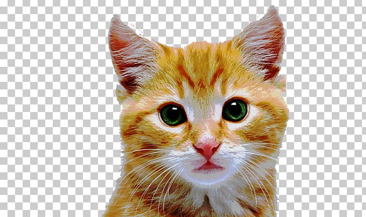 Kitten Aegean Cat American Shorthair Tabby Cat Popular Cat Names PNG, Clipart, American Shorthair, American Wirehair, Animal, Animals, Carnivoran Free PNG Download