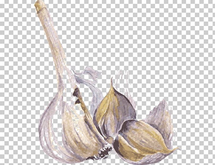 Watercolor Painting Drawing Spice Illustration PNG, Clipart, Chili Garlic, Chili Pepper, Color, Food, Fresh Garlic Free PNG Download