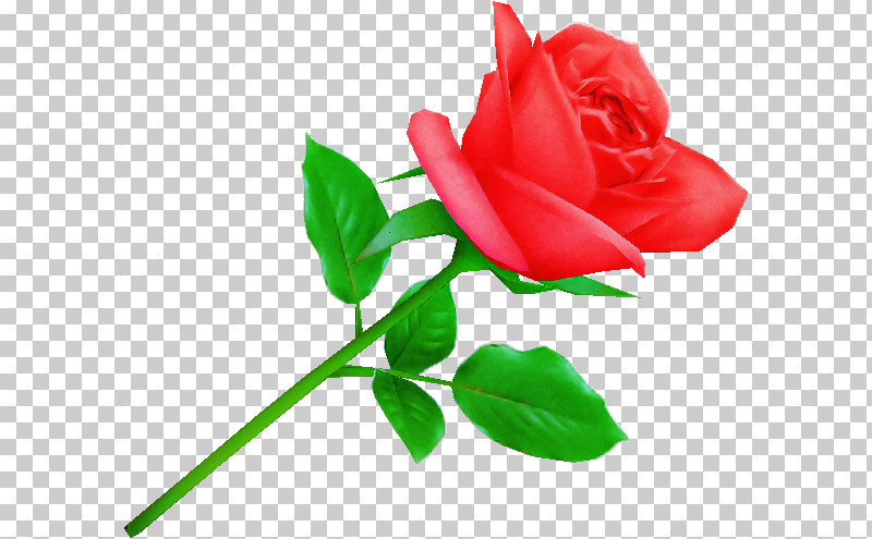 Garden Roses PNG, Clipart, Cabbage Rose, China Rose, Cut Flowers, Floribunda, Garden Roses Free PNG Download