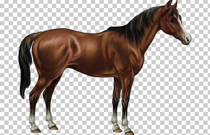 American Quarter Horse Australian Stock Horse Batak Pony Equestrian PNG, Clipart, Bit, Breyer Animal Creations, Bridle, Cheval, Colt Free PNG Download