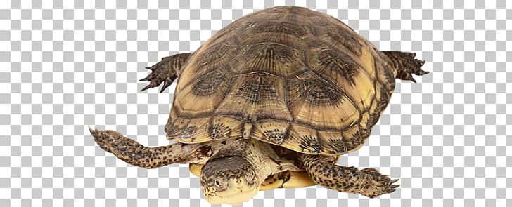 Box Turtles Common Snapping Turtle Tortoise Dog PNG, Clipart, Animal, Animals, Box Turtle, Box Turtles, Chelydridae Free PNG Download