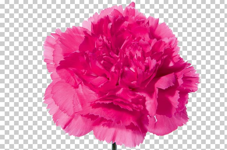 Carnation Flower Bouquet Pink Flowers PNG, Clipart, Blume, Carnation, Color, Coral Travel, Cut Flowers Free PNG Download